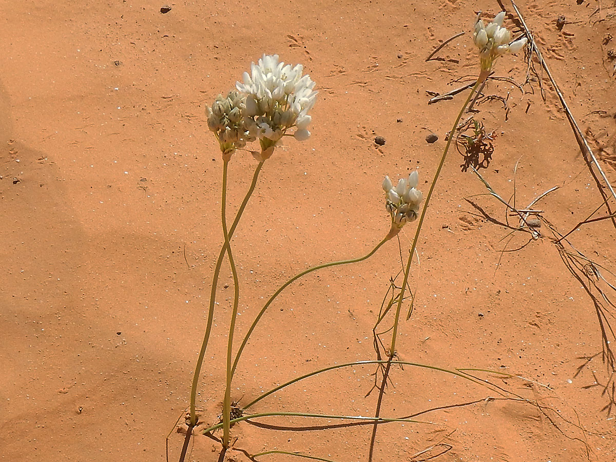 Allium roseum - Photo de Mohamed Tarhouni