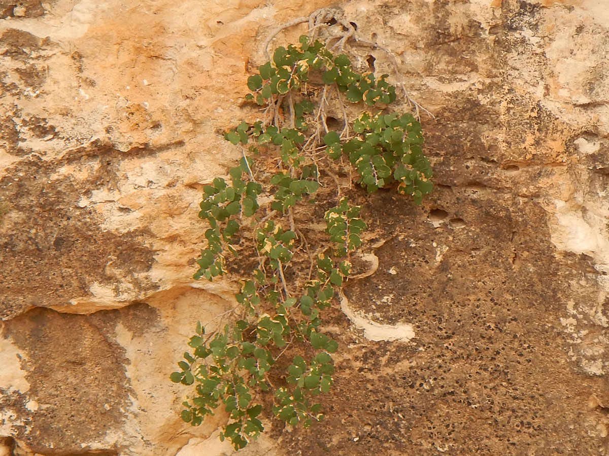 Capparis spinosa L. - Photo de Mohamed Tarhouni