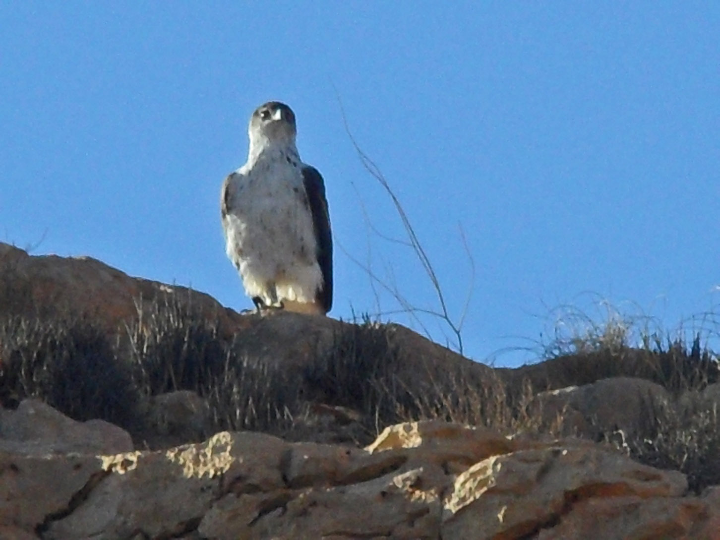 Aigle de Bonelli