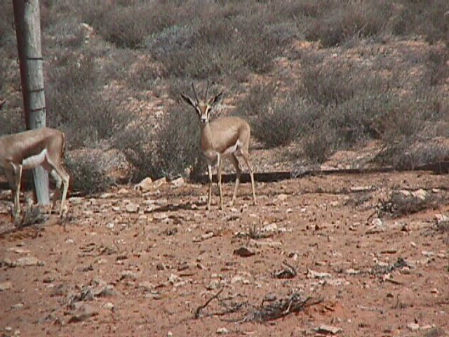 Gazelle dorcas