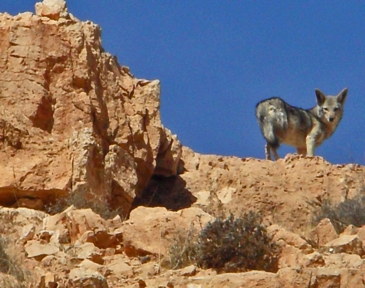 Loup doré africain