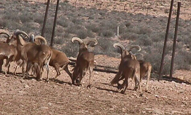 Mouflon à manchettes