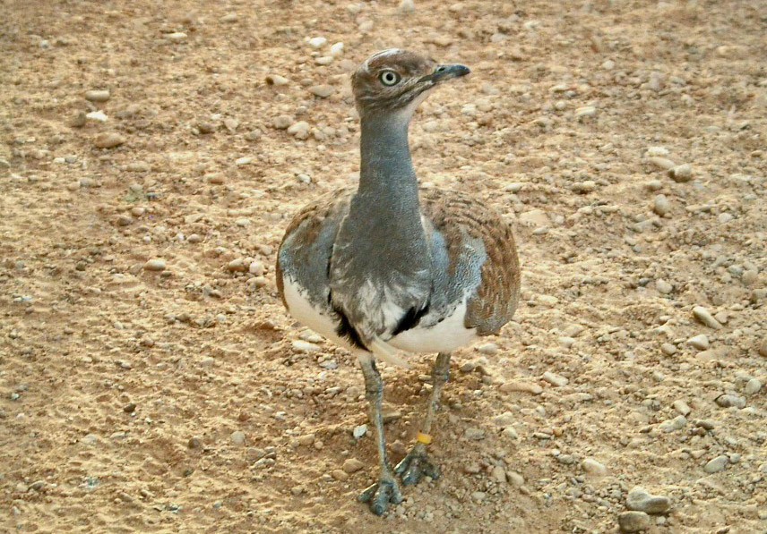 outarde houbara