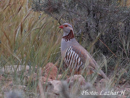 Perdrix gambra