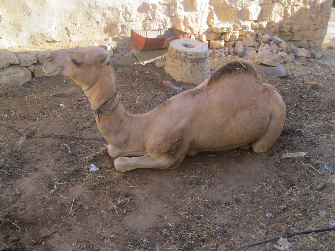 Huilerie D'Ouled Ali à Cheninni