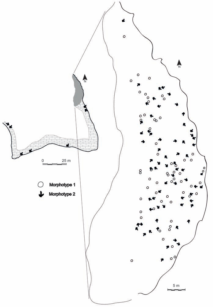 Carte du champ de la surface de la piste